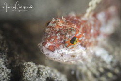 Tiny little fish face by Mario Robillard 